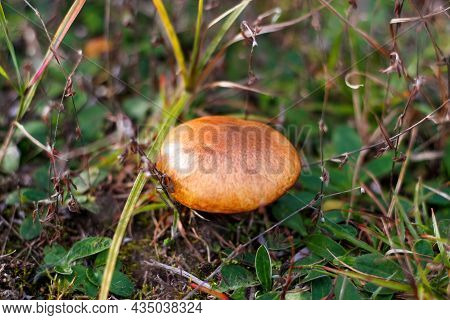 Defocus Close-up Mushroom (suillus Luteus) Among Dry Grass And Leaves. Suillus Luteos Mushroom Growi