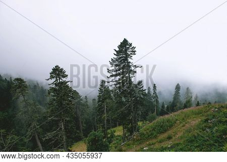 Pine Forest At Sunset. Fantastic View Of The Peaks Of The Mountain Range Above The Clouds. Mountain