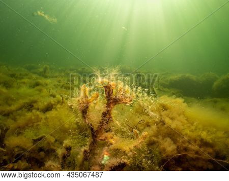 Fucus Vesiculosus Or Bladderwrack Lit Up By Rays Of Sunlight Penetrating The Water. Picture From The