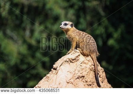 Close-up Portrait Of Surikata Standin On Top Of A Rock.