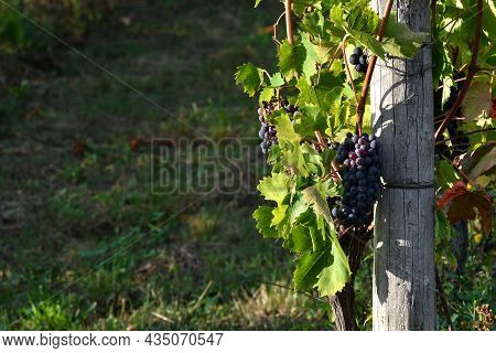 Bunch Of Red Grapes In The Chianti Classico Vineyards In Greve In Chianti Just Before The Harvest. I