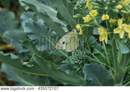 White Cabbage Butterfly Sitting On Yellow Flower Of Growing Cabbage. Pest In Garden Problem For Farm
