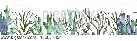 Watercolor Corals Underwater World Horizontal Illustration With Watercolor Sea Life Colorful Seaweed