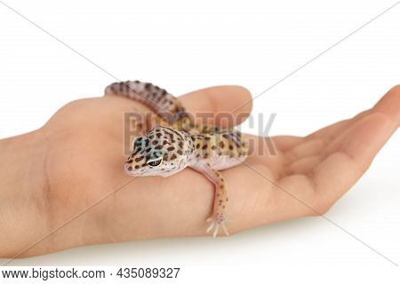 Leopard Gecko Or Eublepharis Macularius On The Hand Isolated On White Background With Clipping Path 
