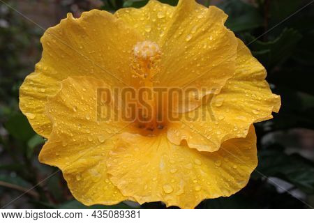 Flower Of Chinese Hibiscus, China Rose, Hawaiian Hibiscus, Rose Mallow, Or Shoeblackplant (hibiscus 