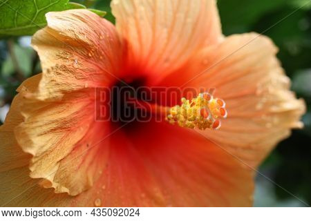 Flower Of Chinese Hibiscus, China Rose, Hawaiian Hibiscus, Rose Mallow, Or Shoeblackplant (hibiscus 