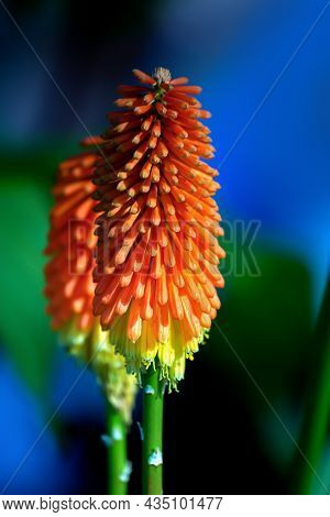 Large Buds Of A Beautiful Orange Kniphofia Flower Against A Background Of Green Foliage And Blue Sky