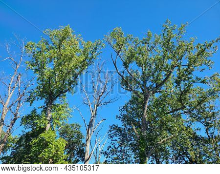 Trees And Skies Of The Virginia Wetlands