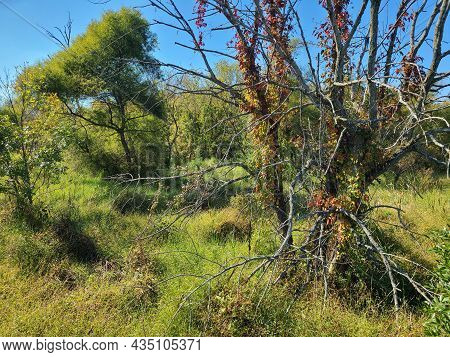 Trees And Skies Of The Virginia Wetlands