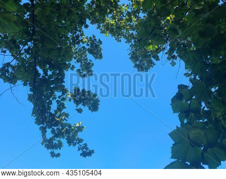 Trees And Skies Of The Virginia Wetlands