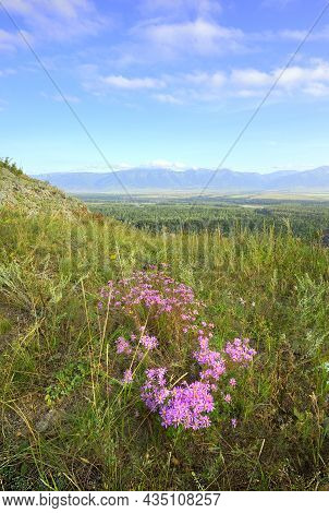 Alpine Vegetation On A Mountain Top Above A Mountain Valley Under A Blue Cloudy Sky. Siberia, Russia