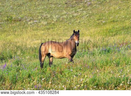 The Pet Stands Among The Thick Green Grass With Its Head Raised. Altai, Siberia, Russia
