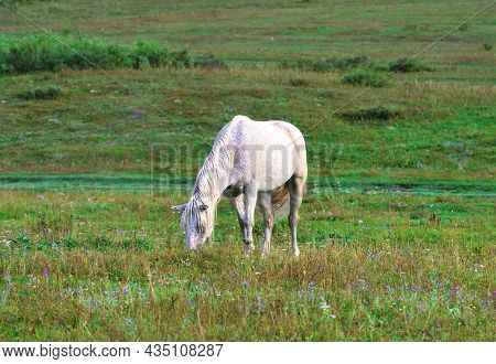 A Pet Among The Grass On A Blurry Background. Altai, Siberia, Russia