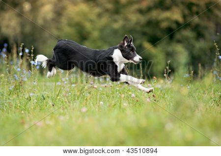 Border Collie Puppy Running Through A Meadow