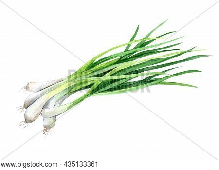 Fresh Green Onion Isolated, Watercolor Illustration On White