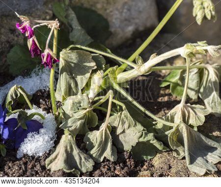 Blooming Pink Geranium Flower Withered By Fist Frost And Snow Fall. Sad Withering Of Plants In Late 