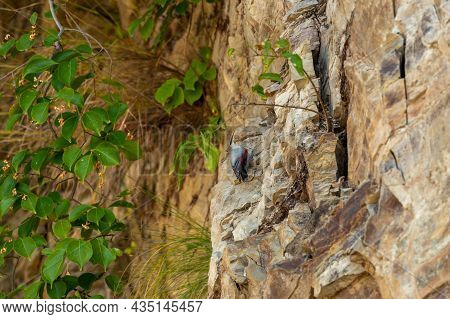 Wallcreeper Or Tichodroma Muraria Small Passerine Bird On High Mountains Of Foothills Of Himalayas U