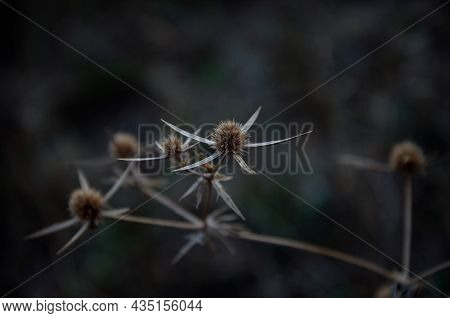 Bluehead Flat-leaved, Blue Thistle In Autumn, Photo In Dark Colors