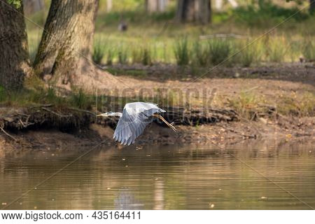 A Common Grey Heron Looking For Food At A Small Pond In A Forest In Hesse, Germany At A Cloudy Day I