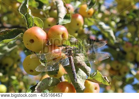 Hawker In The Autum On A Grabapple Tree