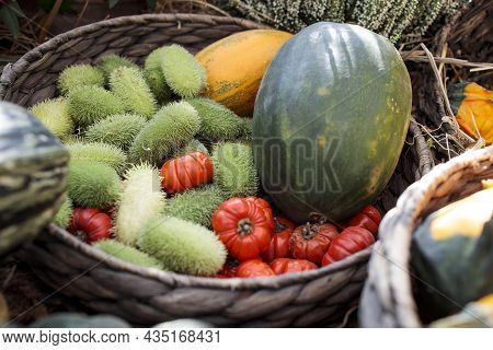 Squirting Cucumber In A Wicker Basket Decorate A Windowsill