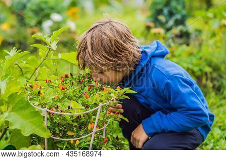Boy And Chili Peppers In Vegetable Garden. Homeschooling, Natural Education Of Children, Unschooling