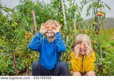 Boys And Tomatoes Peppers In Vegetable Garden. Homeschooling, Natural Education Of Children, Unschoo