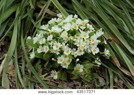 Kvetoucí bílý Primula (? rimula Vulgaris)