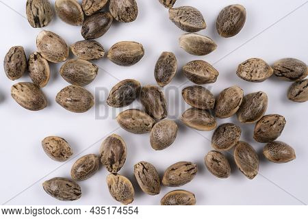 Cannabis Hemp Seeds Close Up Macro Shot Isolated On White Background, Top View Macro Hemp Seeds