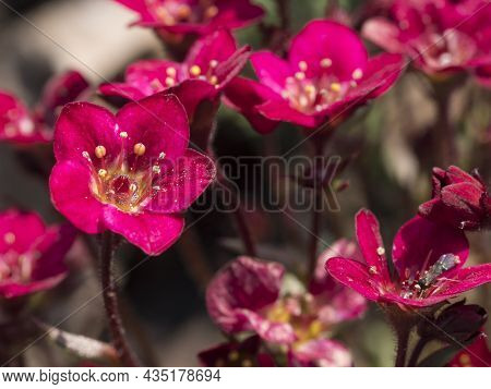 Close Up Macro Of Saxifraga Arendsii, Mossy Saxifrage Beautiful Purple Spring Flowers Blooming In Th