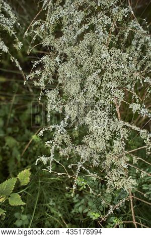 Foliose Lichen On Fir Branch Dfvd Xgvd