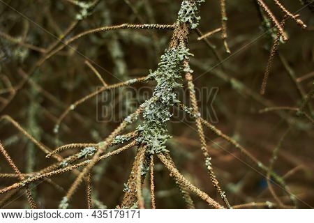 Foliose Lichen On Fir Branch Dfvd Xgvd