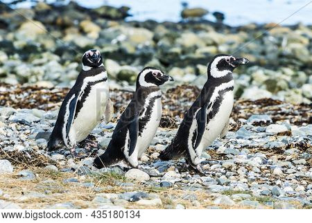 Three wild Magellanic penguins (Spheniscus Magellanicus) walking on a coast of Magdalena island, Chile