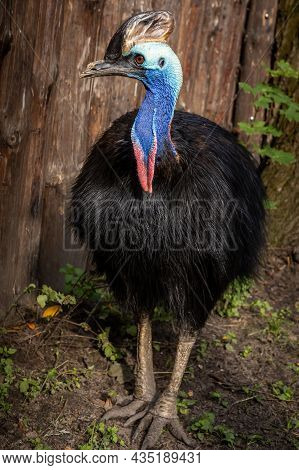 Southern Cassowary Closeup. Exotic, Colorful Flightless Bird.