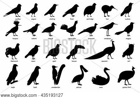 Big Set Of Nice Birds Black Silhouettes