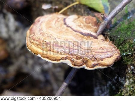 Tinder Fungus (fomitopsis Pinicola) On A Mossy Old Tree Stump, Selective Focus, Horizontal Orientati