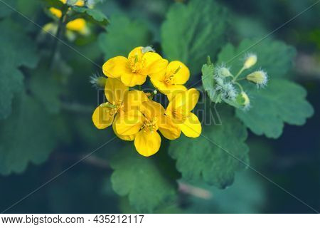 Blooming Small Yellow Chelidonium Flower On A Green Background On A Sunny Day. Fresh Celandines Flow