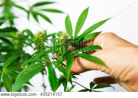 Hand Carefully Touches A Cannabis Bush In Bright Light With A White Background. Medicinal Marijuana 