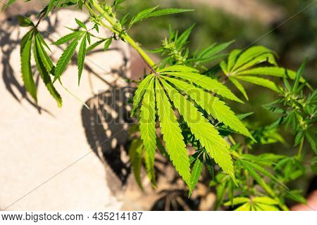 A Cannabis Bush In Bright Light With A White And Yellow Background With A Shadow. Medicinal Marijuan