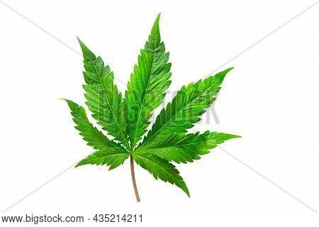 Cannabis Leaf On A White Background Isolated. Medicinal Marijuana Leaves Of The Jack Herer Variety A