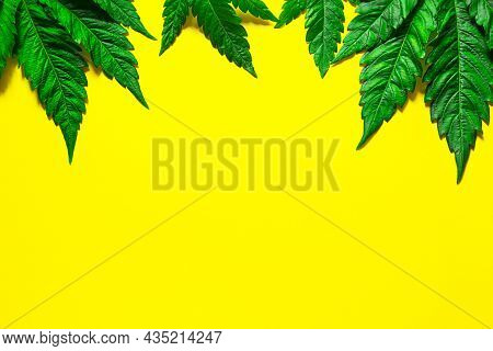 Frame Made Of Hemp Leaves On A Yellow Background. Cannabis Close-up. Marijuana Is A Drug And Alterna