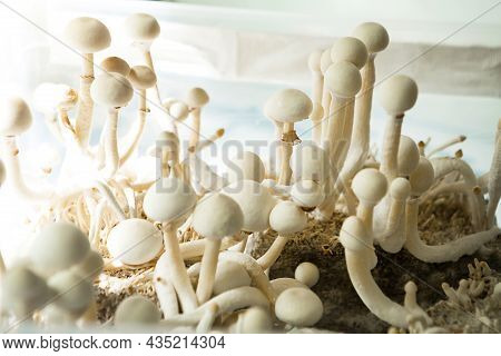 Sterile Container With The Mycelium Of Psilocybin Mushrooms, Psilocybe Cubensis. Pin And Primordia O