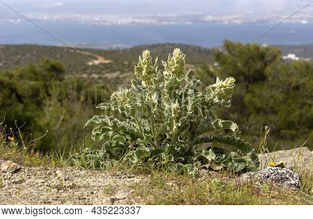 Flora Of Greece. A Useful, Medicinal Plant (verbascum Phlomoides) Grows In The Mountains In A Meadow