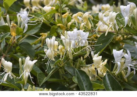 Caprifoglio