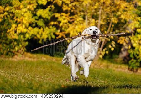 Happy Golden Retriever Puppy Runs With A Long Stick In His Teeth Through A Dog Park Against The Back