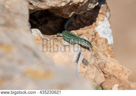 Formentera Lizard, Podarcis Pityusensis On A Rock Spain.