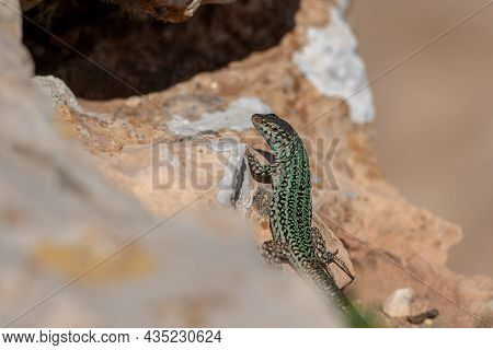 Formentera Lizard, Podarcis Pityusensis On A Rock Spain.
