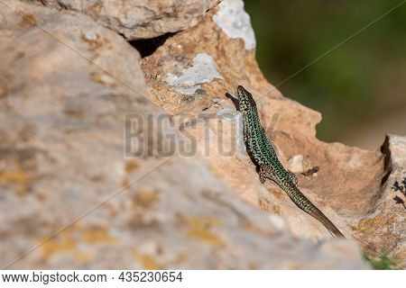 Formentera Lizard, Podarcis Pityusensis On A Rock Spain.