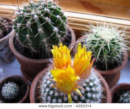 Cactuses