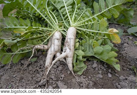 Daikon In The Garden. Daikon Farm.daikon Lies On The Ground
